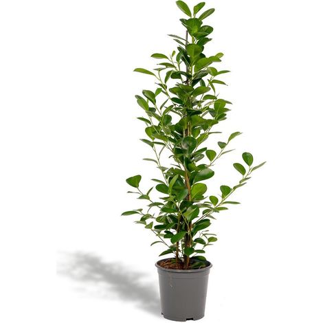 Ficus Microcarpa Moclame Plante d’Intérieur Dépolluante Feuillage Vert Pot 21 cm Hauteur 95 cm - PANGIVO (1/5)