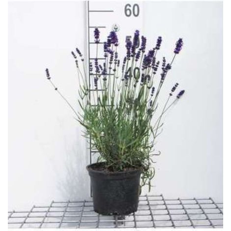 La lavande est. 'Hidcote' - Lavande en pot de 3 litres (1/3)