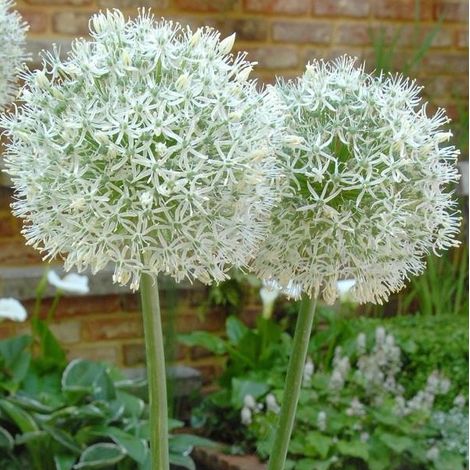 4 x Oignon d'ornement - Allium 'Mount Everest' - godet 9x9 cm