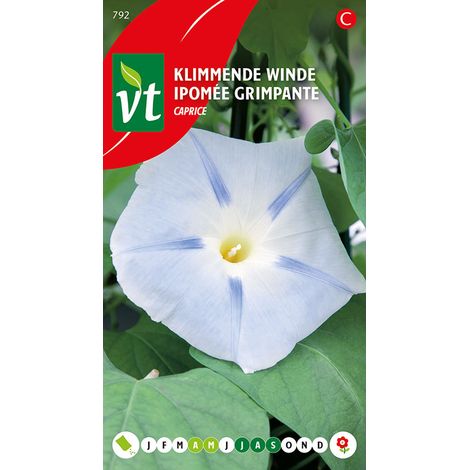 Ipomée Grimpante Caprice - Ca. 0,75 gr (Livraison Gratuite) (1/2)