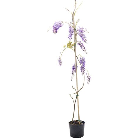 Wisteria sinensis - glicine - vaso 18 cm