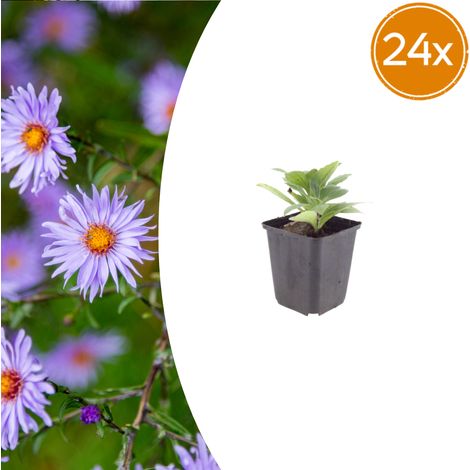 Lot de 24 Aster frikartii 'Mönch' Plante Vivace Floraison Bleu Violacé ↕10-25cm Pot Ø9cm - PANGIVO (1/5)