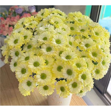 2000 Graines de petites marguerites jaunes Anji – Floraison Abondante – Non-OGM – Convient pour le jardin, le balcon et les pots – Décoration de jardin extérieure – Prairie de fleurs sauvages (1/3)