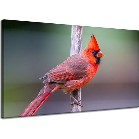 Leinwanddruck Tiere Kardinalvogel 120x70 cm