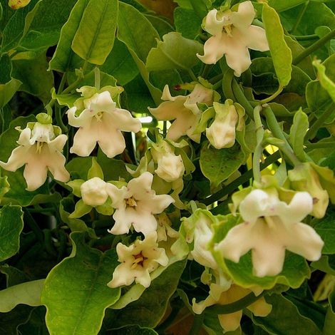 Araujia blanc, Plante cruelle/Pot de 1,5L - Tuteur bambou 30/60 cm