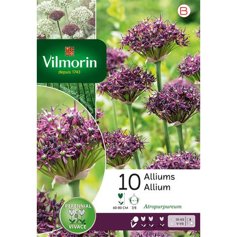 Vilmorin Allium Atropurpereum (x10) (1/2)