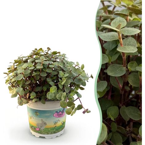 Callisia repens - Plante d'intérieur Tortue - Adaptée aux Animaux - Vert - Pot Ø 12 cm - PANGIVO (1/5)