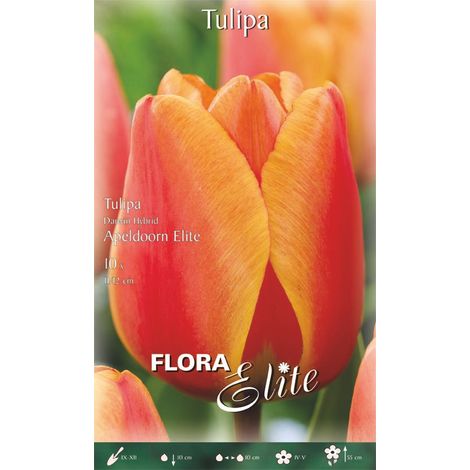 BULBI AUTUNNALI TULIPANO DARWIN HYBRID APELDOORN ELITE (CONFEZIONE DA 10 BULBI)