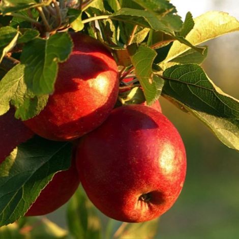 Pommier 'Fuji' (Malus domestica 'Fuji') (1/3)