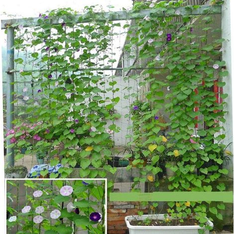 27 fili di rete rampicante per piante da giardino, meloni e frutta, convolvoli, fiori rampicanti, viti rampicanti, corde da arrampicata, lunghezza 1,8-2,7 m (1/5)