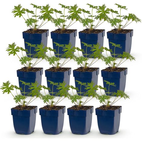Lot de 12 Géraniums Vivaces Johnson's Blue Plantes Couvre-sol Fleurs Bleues Pot 11cm - PANGIVO (1/5)
