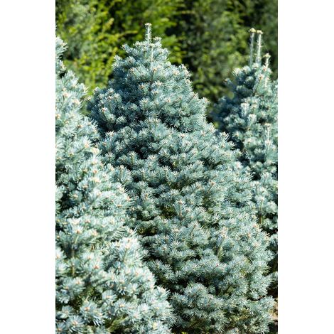 Zwerg-Korktanne 'Compacta' Abies lasiocarpa 'Compacta' C 4 30- 40 (1/2)