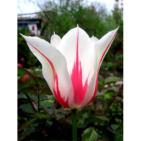 Tulipe fleur de lis 'Marilyn' Bulbe calibre 11+ (par 10) (1/3)