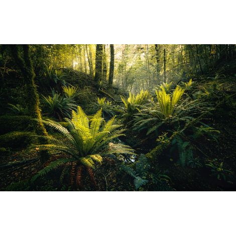 Papier peint panoramique naturel Bois du Fjord (1/4)