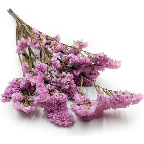 Limonium sinuatum stabilizzato - Rosa (1/5)