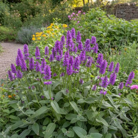 Epiaire monieri Hummelo, Stachys/Lot de 9 godets