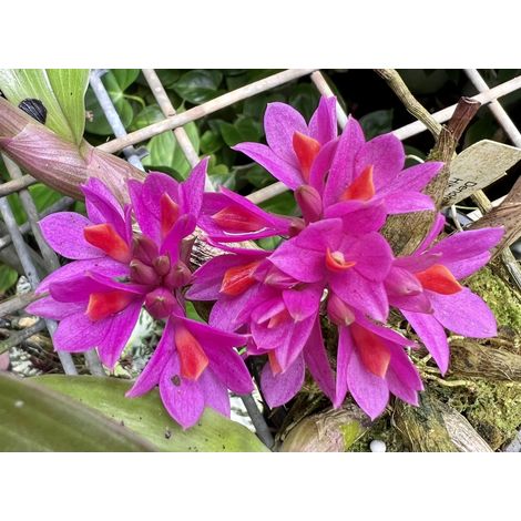 ORCHIDEA DENDROBIUM FUCSIA IN VASO 9CM