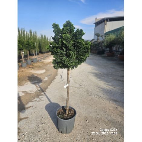 CHAMAECYPARIS OBTUSA NANA GRACILIS ALB.30 1/2 FUSTO