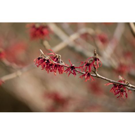Zaubernuss 'Ruby Glow' Hamamelis intermedia 'Ruby Glow' C 5 40- 60 (1/4)