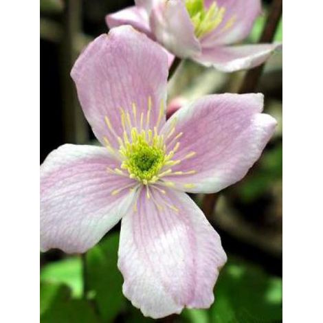 Clématite des montagnes 'Fragrant Spring' Pot de 1,5L/2L (1/2)