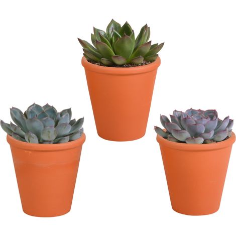 Lot de 3 Echeverias Succulentes Variées en Pot de Terre Cuite Méditerranéen Ø 8,5 cm - PANGIVO (1/5)