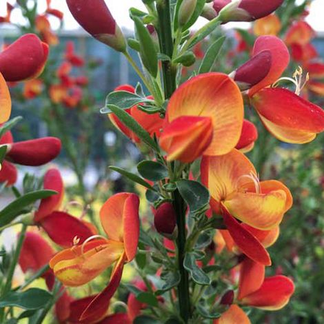 Genêt - Cytisus 'Goldfinch' - 40-60 cm pot (1/5)