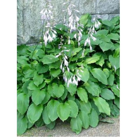 Hosta undulata 'Erromena' Godet de 8/9 cm