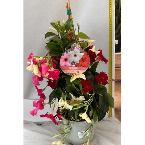 DIPLADENIA TRE COLORI VASO 20CM