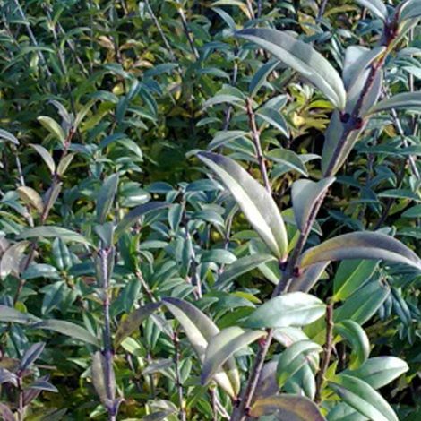 Troène commun  - Ligustrum vulgare 'Atrovirens'  - 60-80 cm pot