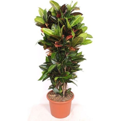 Plante d'Intérieur Codiaeum Petra Croton Décorative Feuillage Multicolore Hauteur 170 cm - PANGIVO