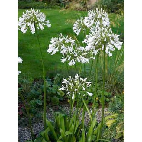 Agapanthe 'Windsor Grey' Pot de 2L/3L (1/2)