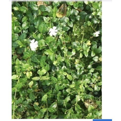 6 x Vinca minor 'White Power' - Pervenche - Pot de 9 x 9 cm