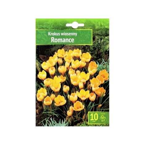 Name Crocus Romance - 10 Krokuszwiebeln, leicht zu züchten
