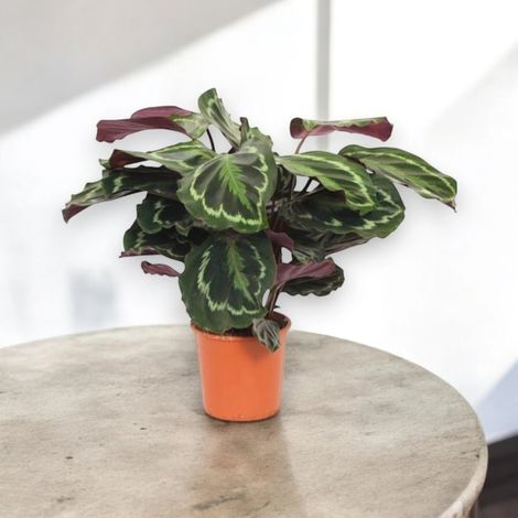 Gardenaria Calathea 'Medallion' - Pianta da interno ornamentale - Altezza: 50 cm (vaso 14) (1/5)