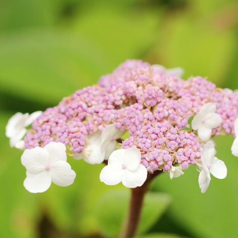 Hortensia Teller Blanc - Hydrangea macrophylla teller blanc Pot 3L