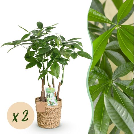 Pachira Aquatica Multi Tronc - Lot de 2 Arbres à Monnaie avec Panier - H 50-55 cm - Pot Ø 17 cm - PANGIVO (1/5)