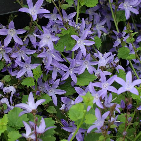 4 x Campanule des murets - Campanula poscharskyana  - godet 9x9
