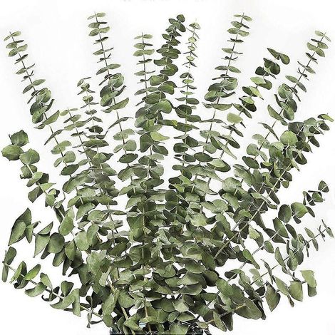 12 branches d'eucalyptus séchées, tiges vertes, 43 cm (17 pouces), 100 % naturelles.