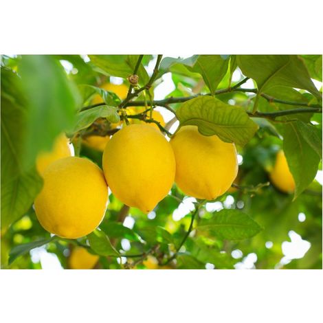 Limone Nano V.22 (1/2)