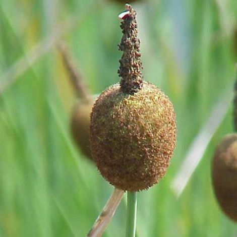 4 x Massette naine - Typha minima - godet 9x9 cm (1/4)
