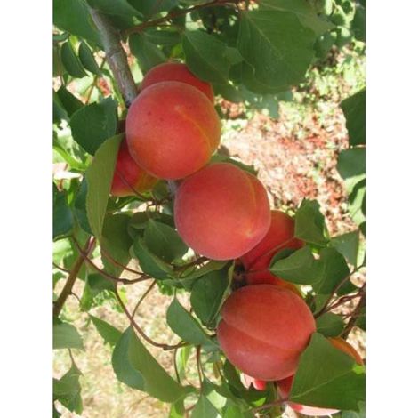 Abricotier 'Bergeron' Pot de 7,5L/10L, Demi-Tige