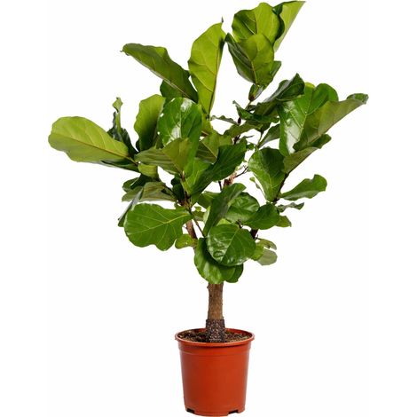 Ficus Lyrata Ramifié Figuier Lyre Plante d'Intérieur Tropicale Verte Hauteur 130 cm Pot ø 27 cm - PANGIVO (1/2)