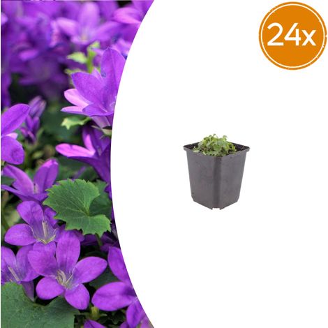 Lot de 24 Campanules de Dalmatie Vivaces Couvre-sol Fleurs Violettes Ø9cm Hauteur 10-25 cm - PANGIVO (1/5)