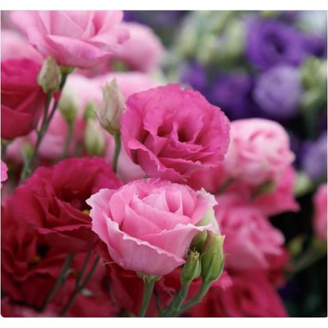 500 graines de lisianthus rouge Lucita - Floraison originale et colorée, facile à cultiver, idéal pour jardin et pots décoratifs (1/5)