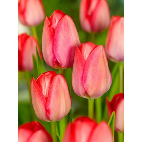 bulbi di TULIPANI VAN EYK 12+