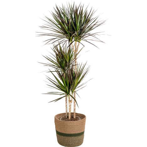 Dracaena Marginata Magenta - Plante Verte d'Intérieur - Pot Ø24 cm - Hauteur 130-150 cm - PANGIVO (1/4)