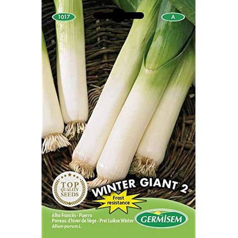 graines Poireau d'hiver de liège WINTER GIANT 2 (1/2)