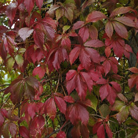 Gardenaria Parthenocissus quinquefolia 'Engelmannii' - Pianta rampicante ornamentale da esterno - Altezza: 100/125 cm (vaso19) (1/2)