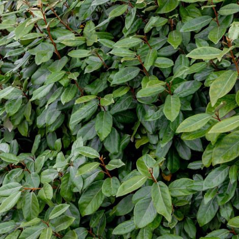Eleagno "Eleagnus x ebbingei" pianta da siepe sempreverde in vaso 9 cm