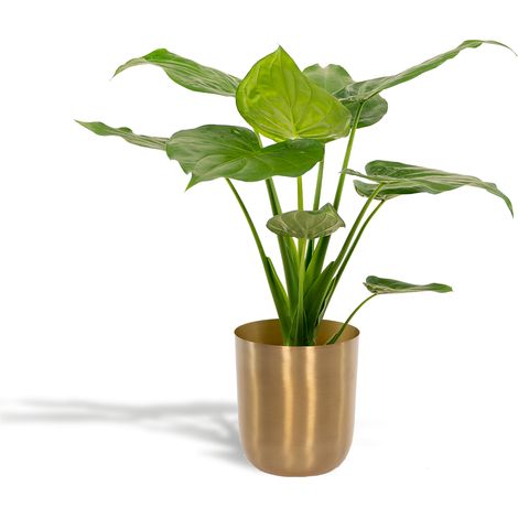 Alocasia Cucullata Plante Verte d'Intérieur avec Pot Ø19cm Hauteur 65cm Décoration - PANGIVO (1/5)